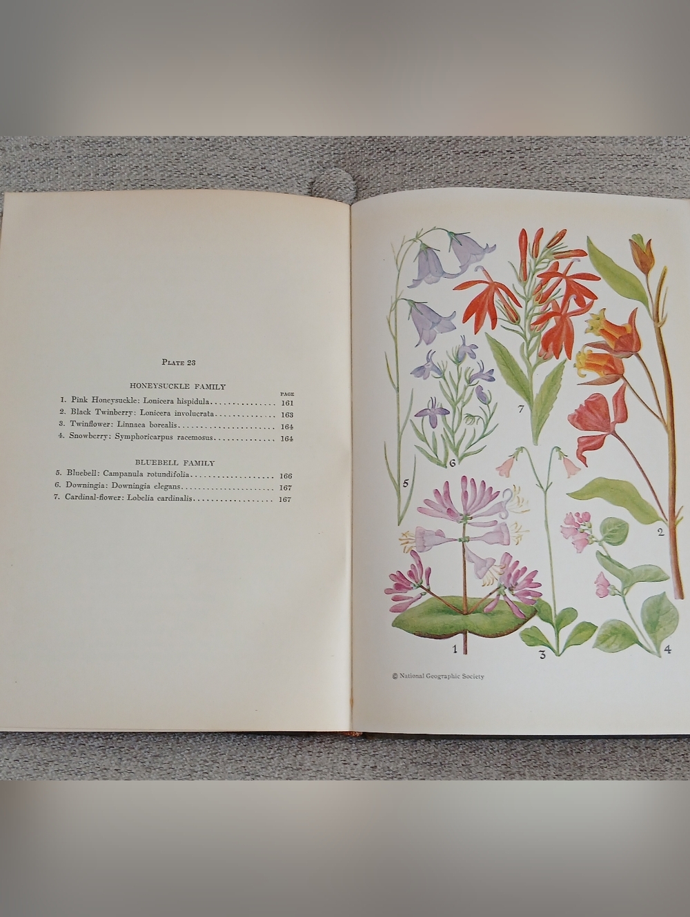 Flowers Of Coast And Sierra - Picture 4 of 6
